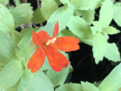 Erythranthe eastwoodiae, photographed by Jared Shorma