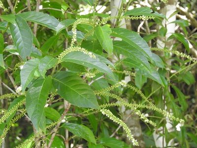 Coccoloba hondurensis, photographed by Neptalí Ramírez Marcial