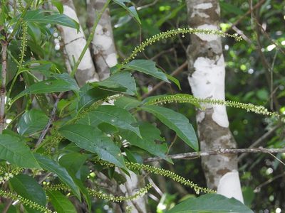 Coccoloba hondurensis, photographed by Neptalí Ramírez Marcial