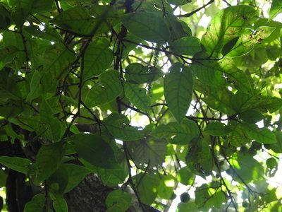 Coccoloba montana, photographed by Neptalí Ramírez Marcial