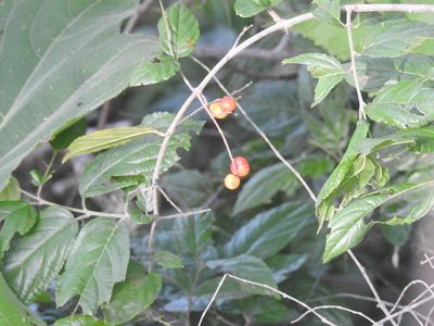 Sageretia elegans, photographed by Neptalí Ramírez Marcial
