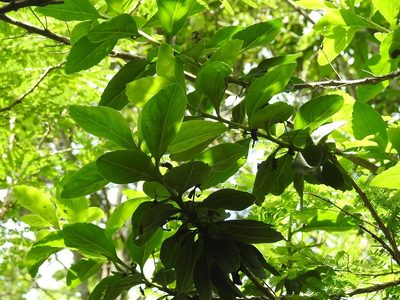 Eremogeton grandiflorus, photographed by Neptalí Ramírez Marcial