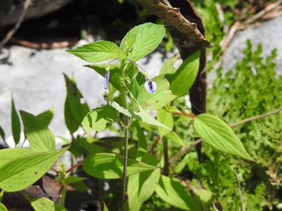 Pombalia glabra, photographed by Neptalí Ramírez Marcial