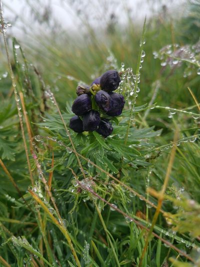 Aconitum tauricum, photographed by Philipp Pavelka