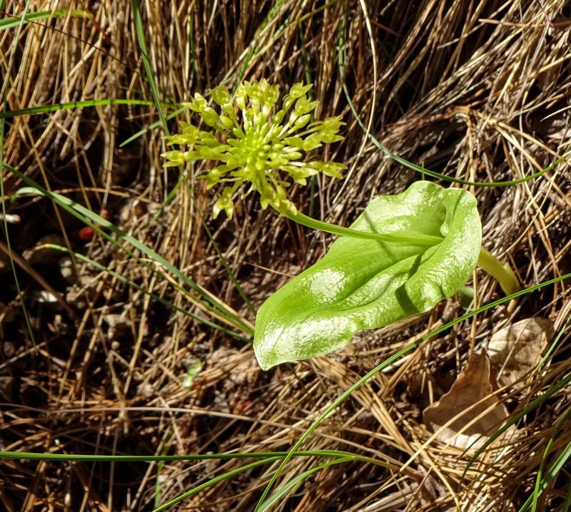Malaxis brachystachys, photographed by Andrew Tree