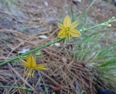 Echeandia flavescens, photographed by Andrew Tree