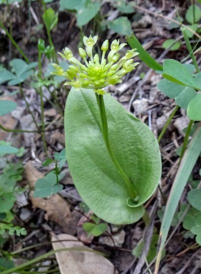 Malaxis brachystachys, photographed by Andrew Tree