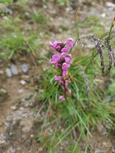 Pedicularis rostratospicata, photographed by Philipp Pavelka