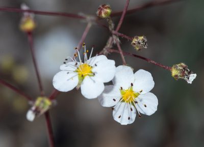 Potentilla santolinoides, photographed by Don Loarie