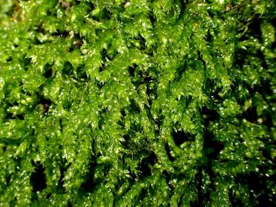 Cirriphyllum crassinervium, photographed by George Greiff