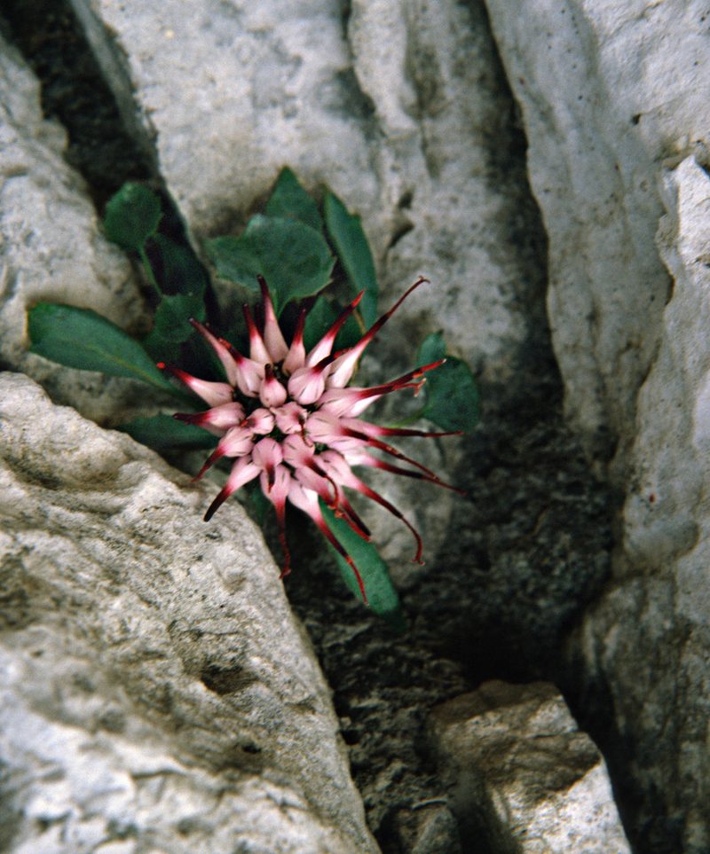 Physoplexis comosa, photographed by Tuoichen