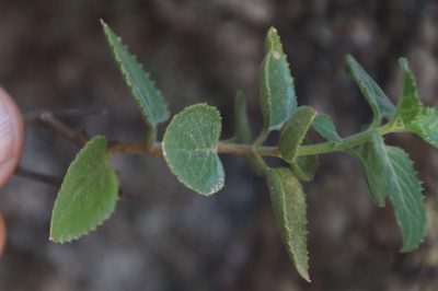 Teedia pubescens, photographed by Tony Rebelo