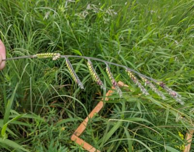 Eriochloa villosa, photographed by Ethan Rose