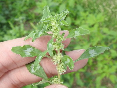 Amaranthus polygonoides, photographed by Sam Kieschnick