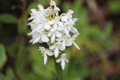 Platanthera blephariglottis, photographed by Robert Blackmore