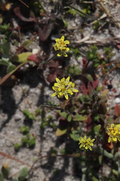 Phyllopodium heterophyllum, photographed by Tony Rebelo