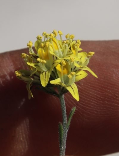 Phyllopodium heterophyllum, photographed by Tony Rebelo
