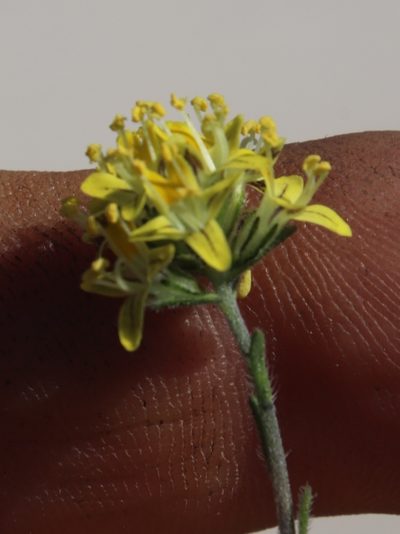 Phyllopodium heterophyllum, photographed by Tony Rebelo