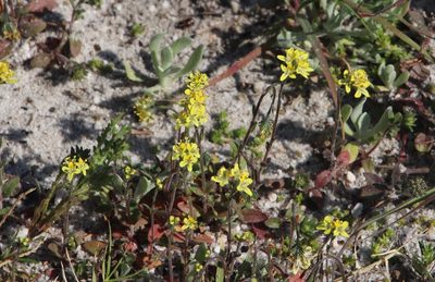 Phyllopodium heterophyllum, photographed by Tony Rebelo
