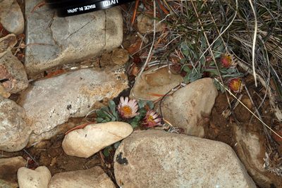 Townsendia scapigera, photographed by Steve Matson