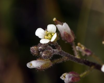Crucihimalaya virgata, photographed by Steve Matson