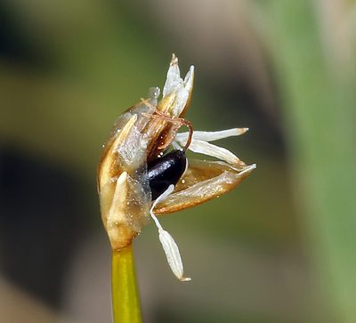 Trichophorum pumilum, photographed by Steve Matson