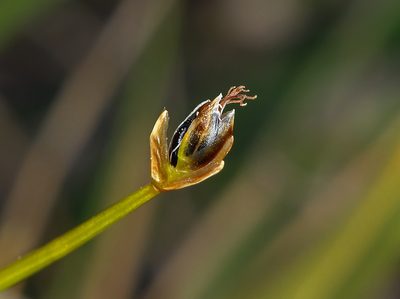 Trichophorum pumilum, photographed by Steve Matson