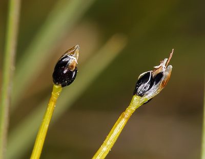 Trichophorum pumilum, photographed by Steve Matson