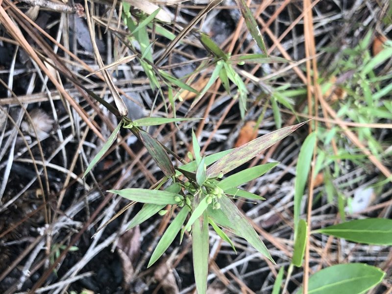 Dichanthelium portoricense, photographed by John Kees