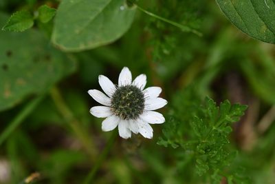 Eryngium scaposum, photographed by Neptalí Ramírez Marcial