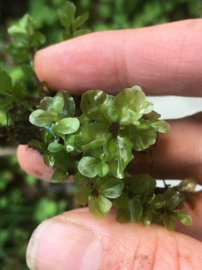 Rhizomnium appalachianum, photographed by naturalist charlie