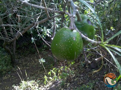 Cascabela thevetioides, photographed by Eugenio Padilla