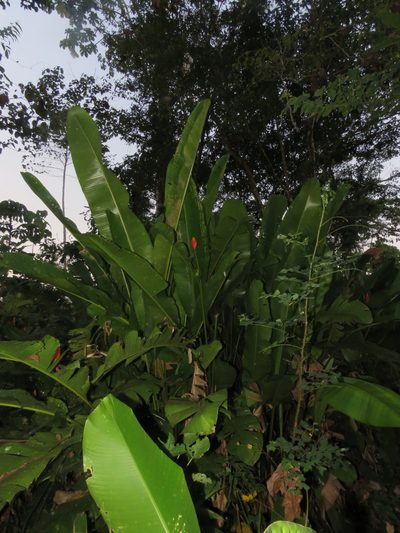 Heliconia episcopalis, photographed by Vincent A. Vos