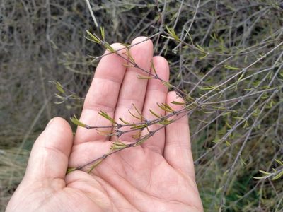 Coprosma intertexta, photographed by John Barkla