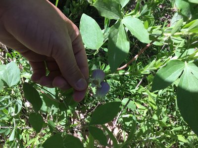 Clematis versicolor, photographed by macgyver97