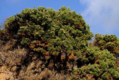 Ozothamnus turbinatus, photographed by Peter Crowcroft