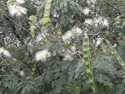 Havardia pallens, photographed by José Gerardo Velasco