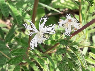 Desmanthus virgatus, photographed by José Gerardo Velasco