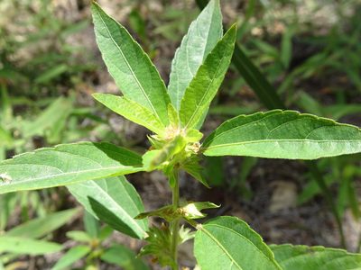 Acalypha virginica, photographed by Thomas Koffel