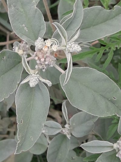 Croton leucophyllus, photographed by José Gerardo Velasco