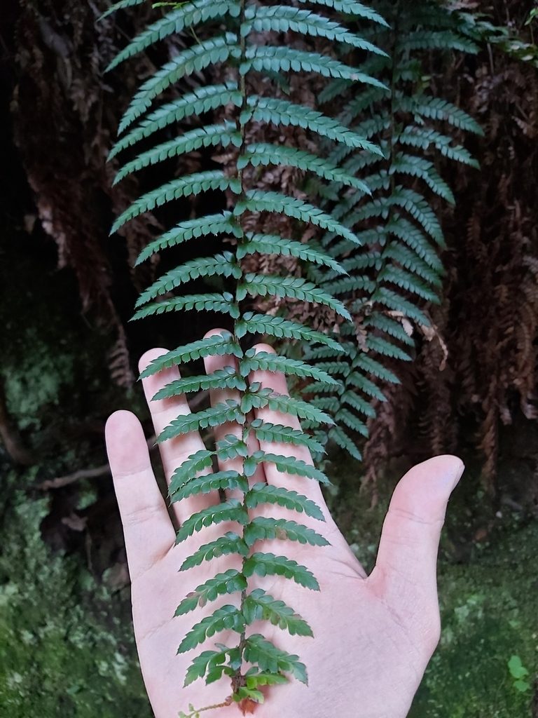 Polystichum australiense, photographed by Tim