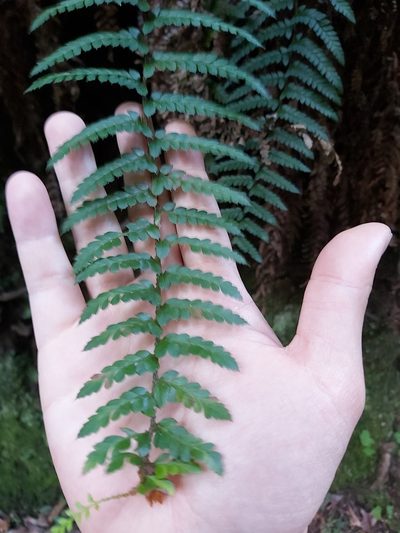 Polystichum australiense, photographed by Tim