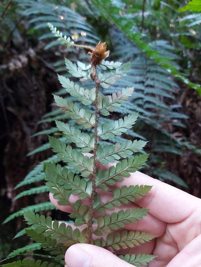Polystichum australiense, photographed by Tim