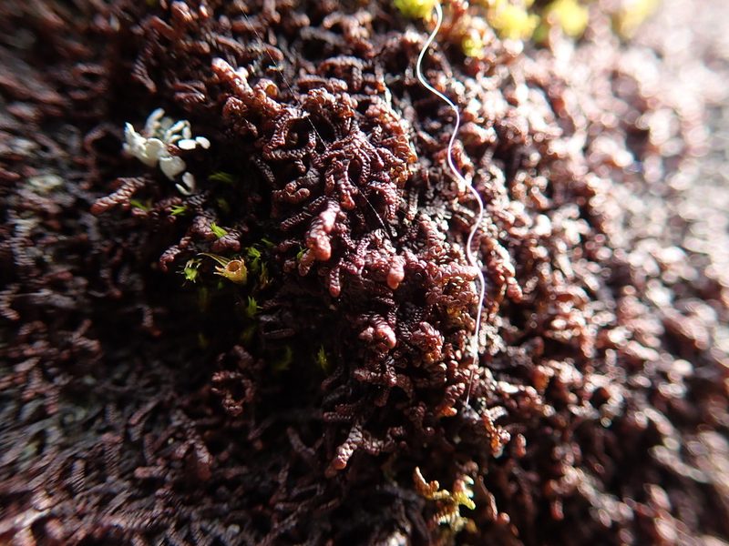 Frullania californica, photographed by Randal