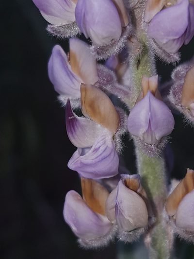 Lupinus leucophyllus, photographed by Alex Abair