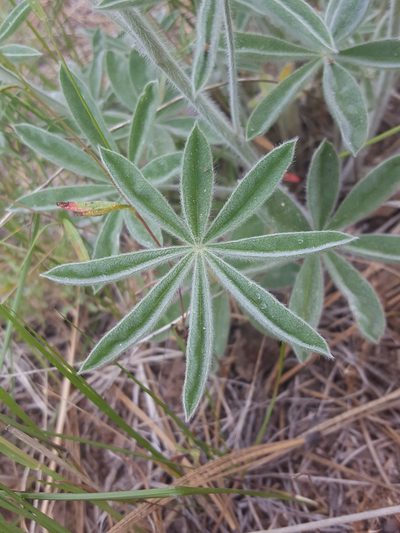 Lupinus leucophyllus, photographed by Alex Abair