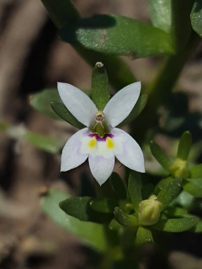 Downingia laeta, photographed by Alex Abair