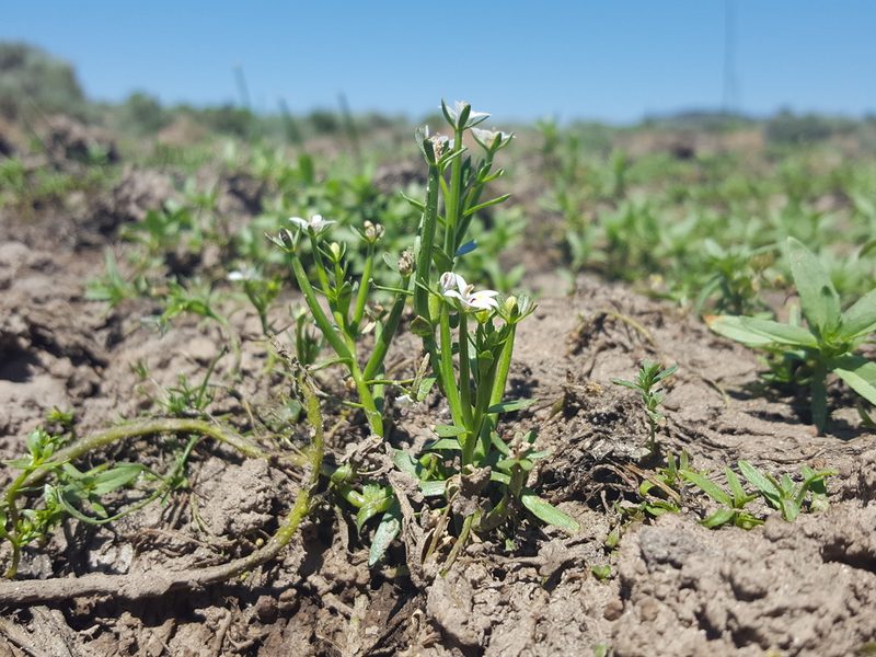 Downingia laeta, photographed by Alex Abair