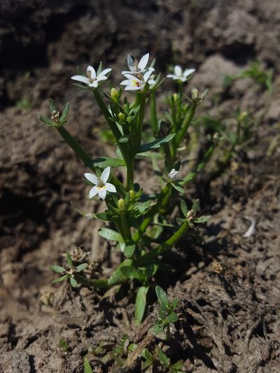 Downingia laeta, photographed by Alex Abair
