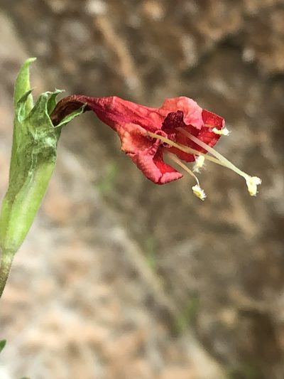 Erythranthe eastwoodiae, photographed by Jared Shorma